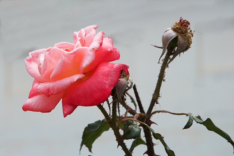 DSC_5114-01.jpg