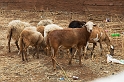 DSC_5116-01