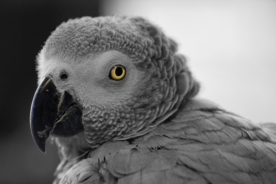 DSC_2530_sw2.jpg