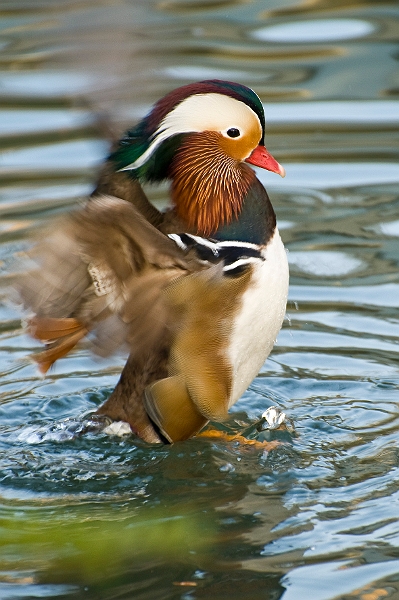 DSC_2616.jpg