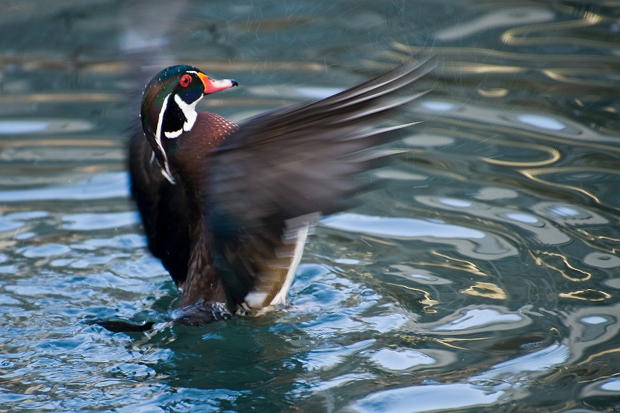 DSC_2671.jpg