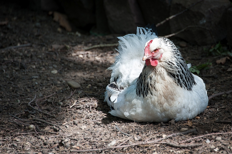 DSC_6451.jpg
