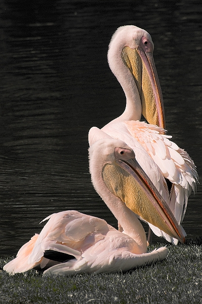 DSC_7220.jpg
