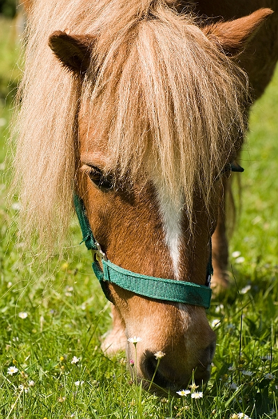 DSC_7237.jpg