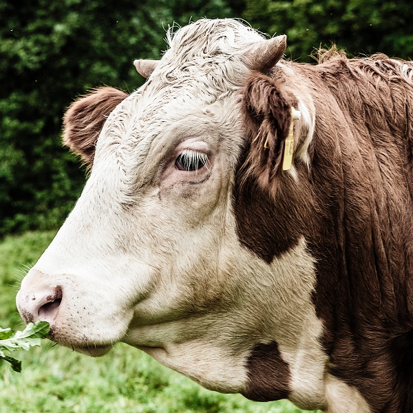 8432777728-11479943.jpg - Smells like Cow Spirit