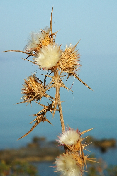 DSC_0091.jpg