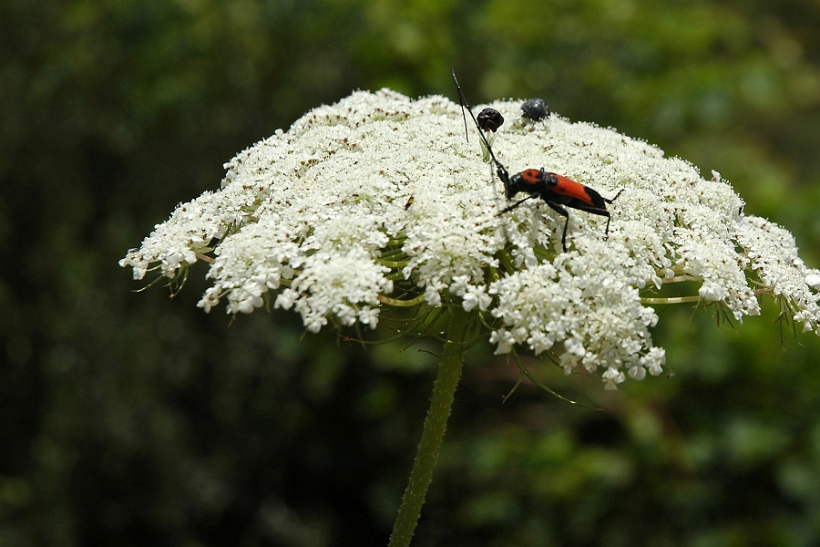 DSC_0490.jpg