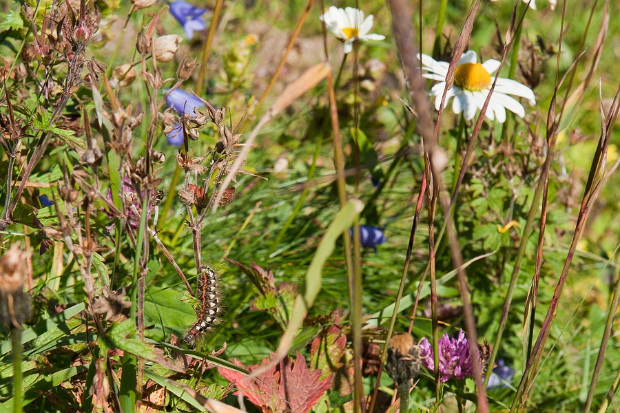 DSC_6534.jpg - Suchbild - Tipp: es ist keine Kuh!