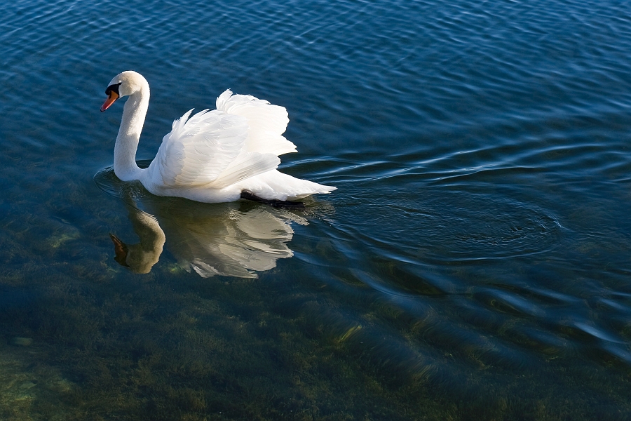 DSC_2396.jpg