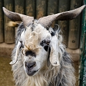 zoo