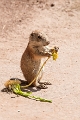 zoo