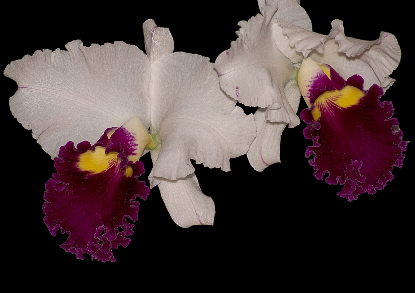 DSC_3204-01.jpg