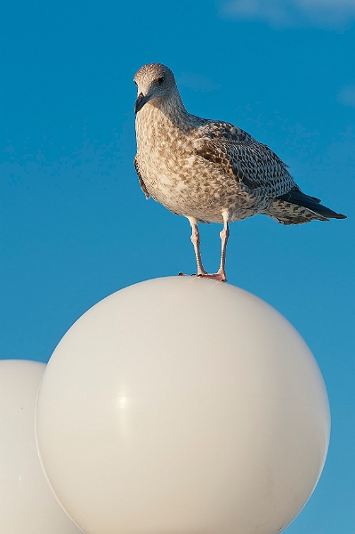 DSC_3243.jpg