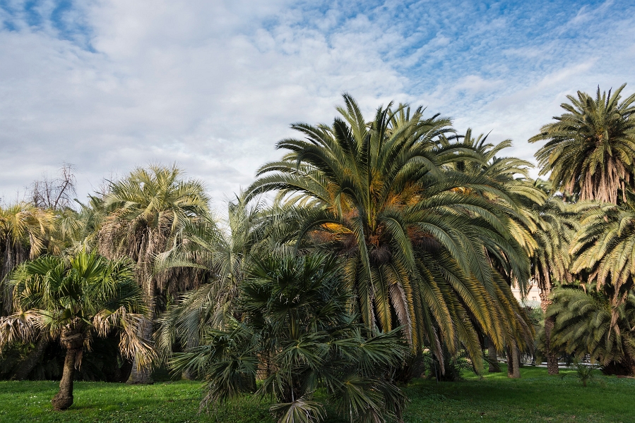 DSC_6270.jpg