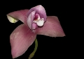 orchideenschau