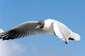 ruegen