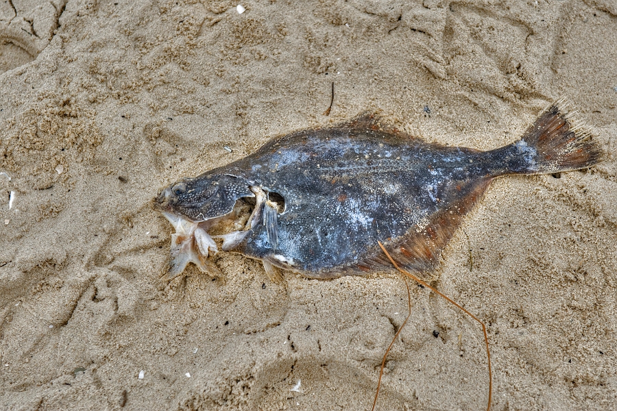 DSC_3802.jpg