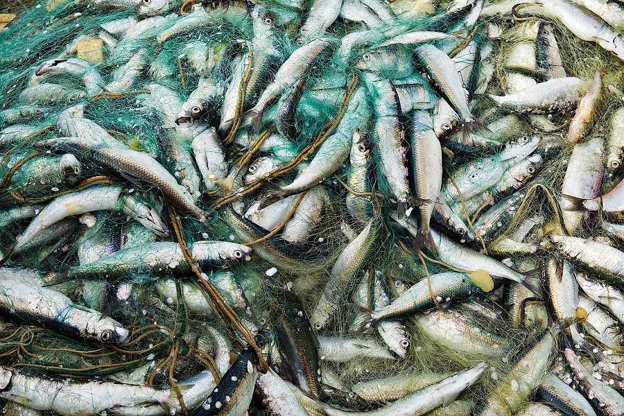 DSC_3835.jpg