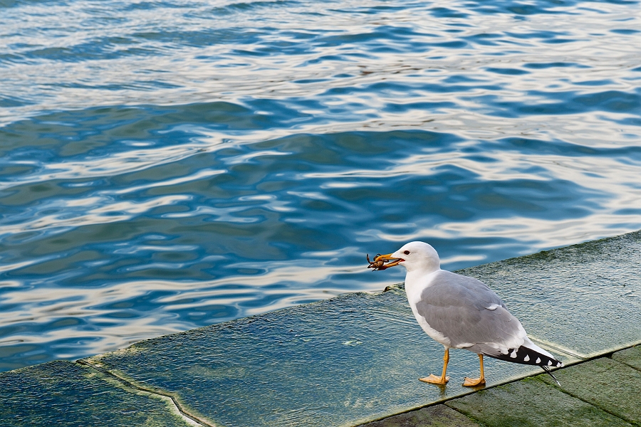 DSC_9722.jpg