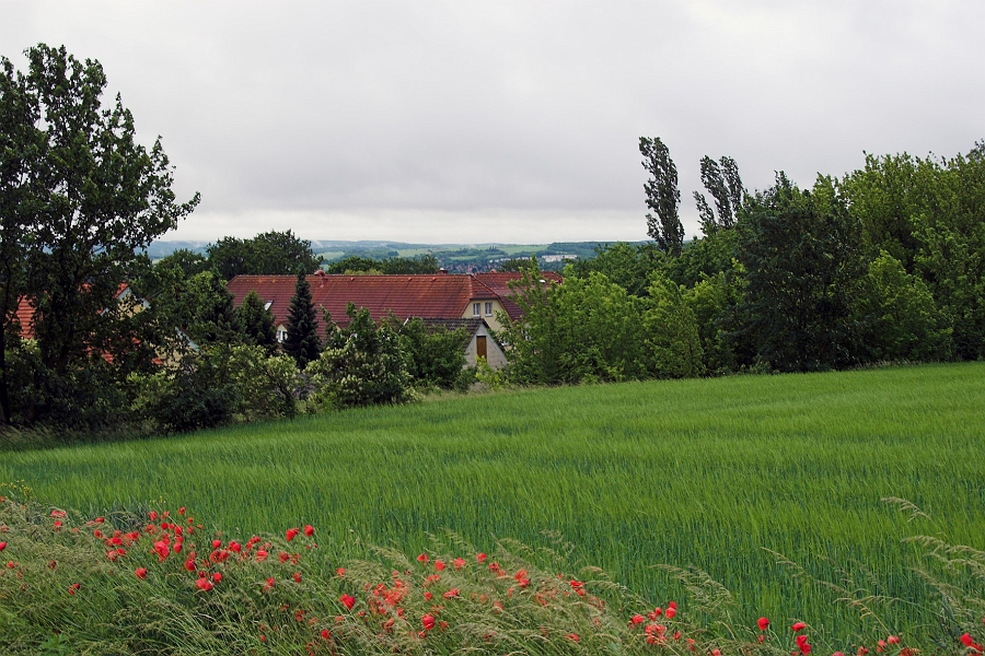 DSC_7388-01.jpg