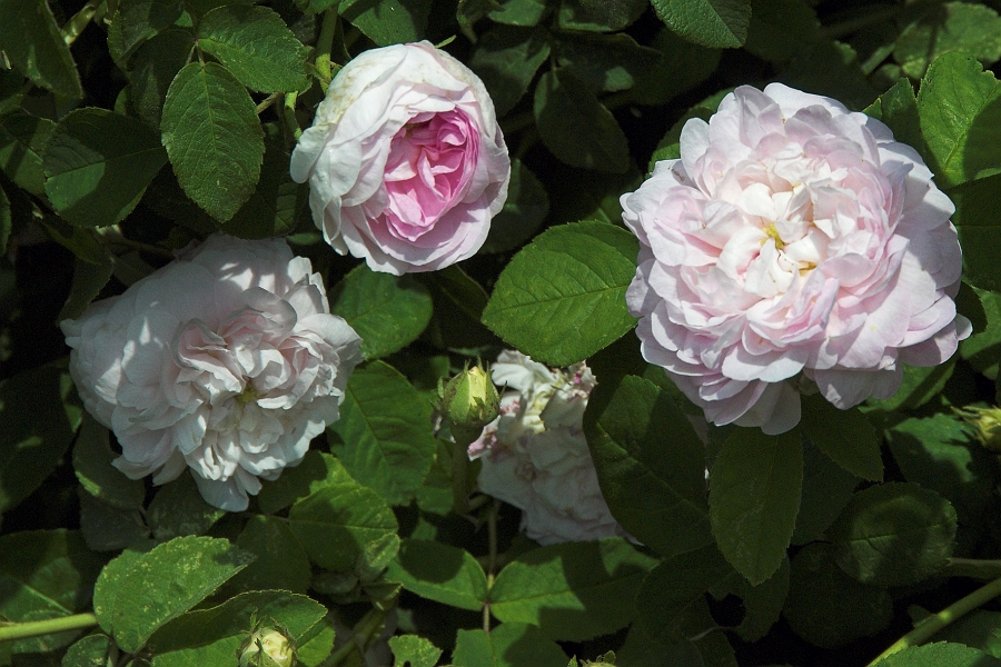 DSC_7621-01.jpg