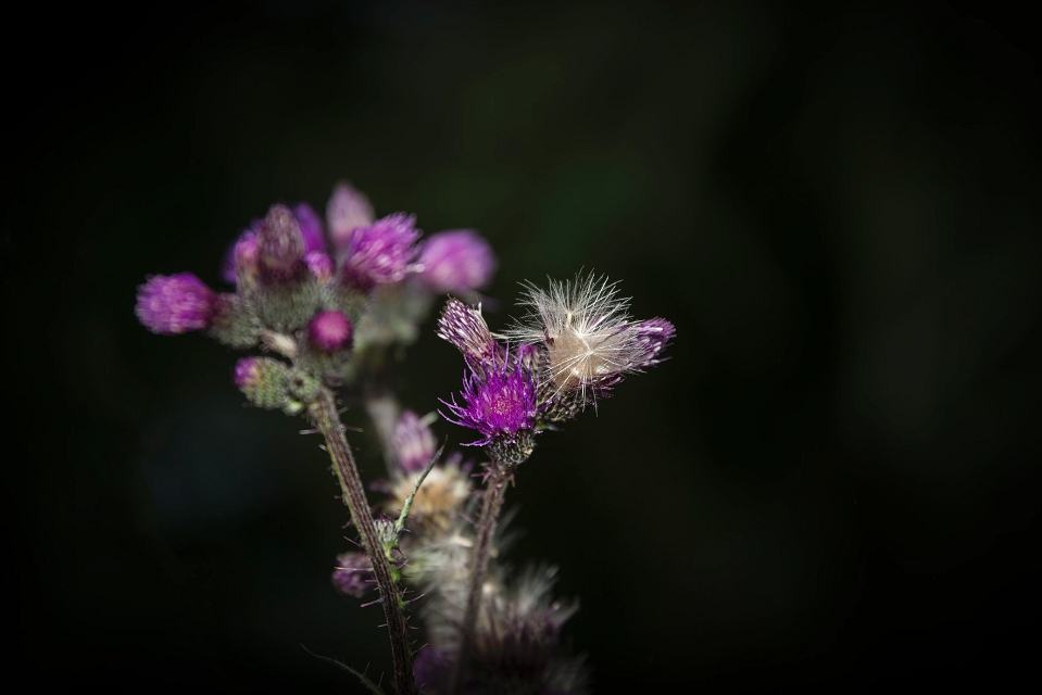 DSC_3825.jpg