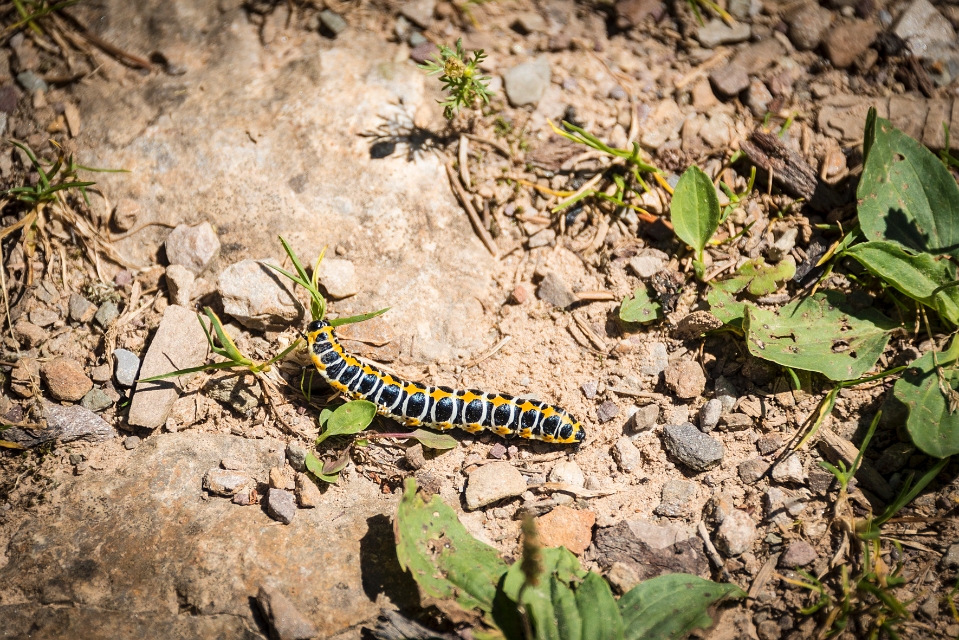 DSC_4233.jpg