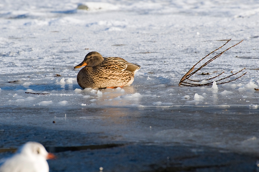 DSC_2728.jpg